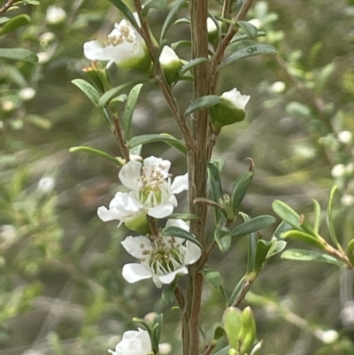 Leptospermum obovatum (River Tea Tree) at Gigerline Nature Reserve - 30 Nov 2023 by JaneR