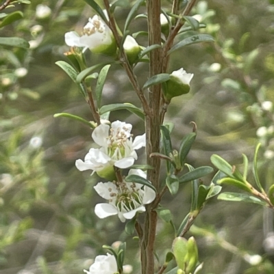 Leptospermum obovatum (River Tea Tree) at Tuggeranong, ACT - 30 Nov 2023 by JaneR