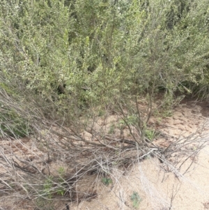 Leptospermum obovatum at Gigerline Nature Reserve - 30 Nov 2023 02:38 PM