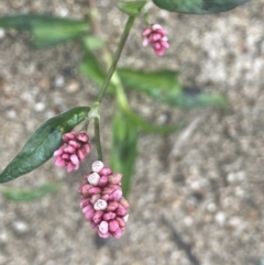 Persicaria decipiens (Slender Knotweed) at Tennent, ACT - 30 Nov 2023 by JaneR