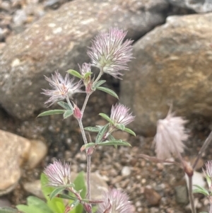 Trifolium arvense var. arvense at Gigerline Nature Reserve - 30 Nov 2023
