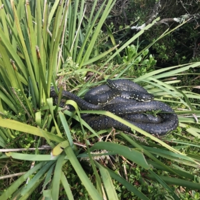 Morelia spilota spilota (Diamond Python) at Kioloa, NSW - 16 Sep 2022 by Choyster