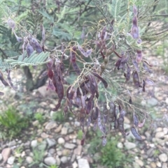 Acacia dealbata subsp. dealbata (Silver Wattle) at Tuggeranong, ACT - 30 Nov 2023 by JaneR