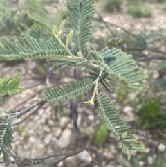 Acacia dealbata subsp. dealbata at Gigerline Nature Reserve - 30 Nov 2023