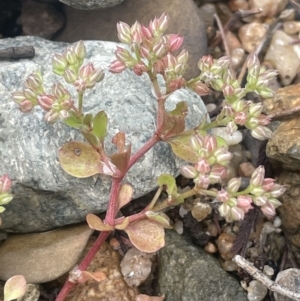 Polycarpon tetraphyllum at Gigerline Nature Reserve - 30 Nov 2023 02:55 PM