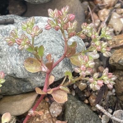 Polycarpon tetraphyllum (Four-leaf Allseed) at Gigerline Nature Reserve - 30 Nov 2023 by JaneR