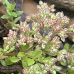 Polycarpon tetraphyllum at Gigerline Nature Reserve - 30 Nov 2023 02:55 PM