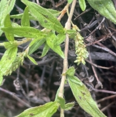 Persicaria prostrata (Creeping Knotweed) at Tuggeranong, ACT - 30 Nov 2023 by JaneR