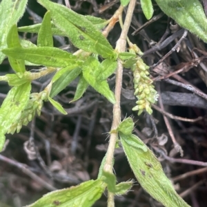 Persicaria prostrata at Gigerline Nature Reserve - 30 Nov 2023 03:03 PM