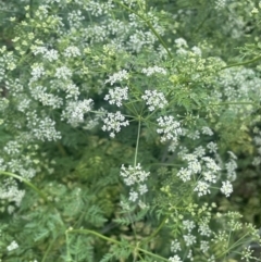 Conium maculatum (Hemlock) at Tuggeranong, ACT - 30 Nov 2023 by JaneR