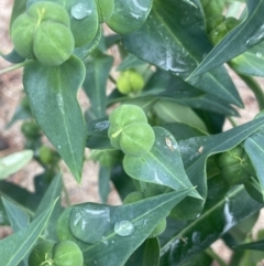 Euphorbia lathyris (Caper Spurge) at Gigerline Nature Reserve - 30 Nov 2023 by JaneR