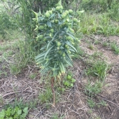 Euphorbia lathyris at Gigerline Nature Reserve - 30 Nov 2023