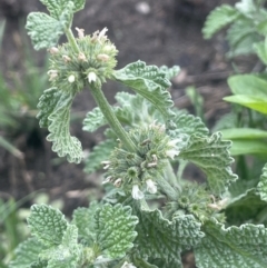 Marrubium vulgare (Horehound) at Tuggeranong, ACT - 30 Nov 2023 by JaneR