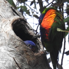 Trichoglossus moluccanus (Rainbow Lorikeet) at Lions Youth Haven - Westwood Farm A.C.T. - 1 Dec 2023 by HelenCross