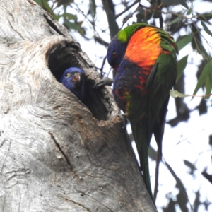 Trichoglossus moluccanus at Lions Youth Haven - Westwood Farm A.C.T. - 1 Dec 2023