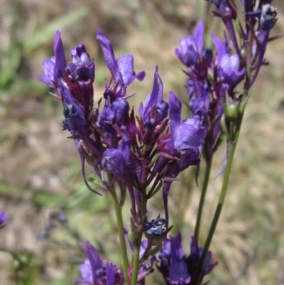 Linaria pelisseriana (Pelisser's Toadflax) at Higgins, ACT - 29 Oct 2023 by pinnaCLE