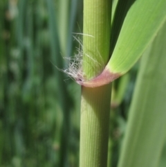 Phragmites australis at Umbagong District Park - 29 Oct 2023 11:51 AM