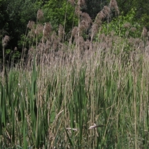 Phragmites australis at Umbagong District Park - 29 Oct 2023 11:51 AM