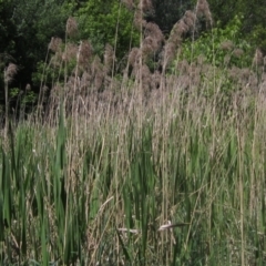 Phragmites australis at Umbagong District Park - 29 Oct 2023