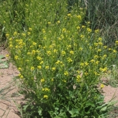 Sisymbrium irio (London Rocket) at Latham, ACT - 29 Oct 2023 by pinnaCLE