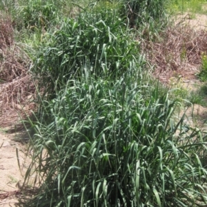 Phalaris aquatica at Umbagong District Park - 29 Oct 2023 11:59 AM