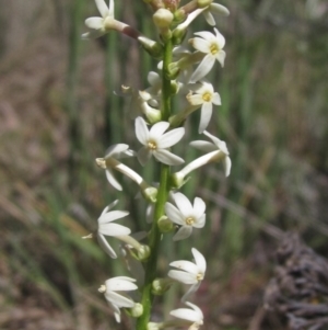 Stackhousia monogyna at Umbagong District Park - 31 Oct 2023 12:57 PM