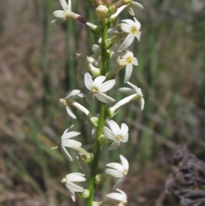 Stackhousia monogyna (Creamy Candles) at Latham, ACT - 31 Oct 2023 by pinnaCLE