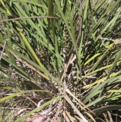 Lomandra multiflora (Many-flowered Matrush) at Latham, ACT - 31 Oct 2023 by pinnaCLE
