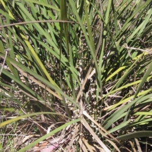 Lomandra multiflora at Umbagong District Park - 31 Oct 2023