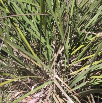 Lomandra multiflora (Many-flowered Matrush) at Latham, ACT - 31 Oct 2023 by pinnaCLE