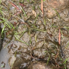 Lilaeopsis polyantha (Lilaeopsis) at Williamsdale, NSW - 1 Jan 2020 by JaneR