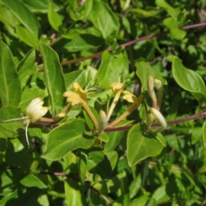 Lonicera japonica at Umbagong District Park - 31 Oct 2023