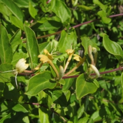 Lonicera japonica (Japanese Honeysuckle) at Latham, ACT - 31 Oct 2023 by pinnaCLE