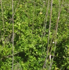 Lonicera japonica at Umbagong District Park - 31 Oct 2023