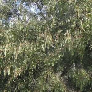 Acacia rubida at Umbagong District Park - 10 Nov 2023