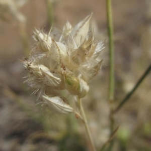 Rytidosperma carphoides at Umbagong District Park - 10 Nov 2023