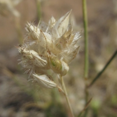Rytidosperma carphoides (Short Wallaby Grass) at Latham, ACT - 10 Nov 2023 by pinnaCLE