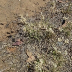 Rytidosperma carphoides at Umbagong District Park - 10 Nov 2023