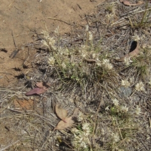 Rytidosperma carphoides at Umbagong District Park - 10 Nov 2023