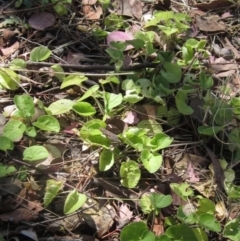 Viola odorata (Sweet Violet, Common Violet) at Latham, ACT - 10 Nov 2023 by pinnaCLE