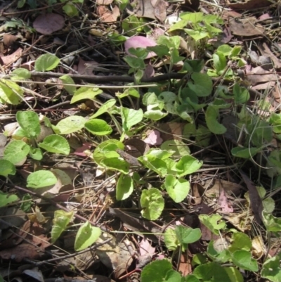 Viola odorata (Sweet Violet, Common Violet) at Latham, ACT - 10 Nov 2023 by pinnaCLE