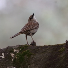 Cincloramphus mathewsi (Rufous Songlark) at Culcairn, NSW - 29 Nov 2023 by MichaelWenke
