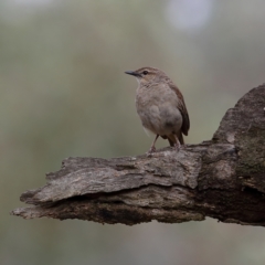 Cincloramphus mathewsi at Culcairn, NSW - 29 Nov 2023