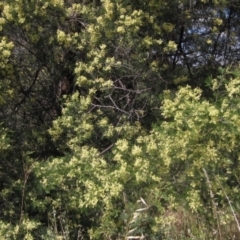 Acacia mearnsii (Black Wattle) at Latham, ACT - 10 Nov 2023 by pinnaCLE