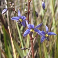 Dianella revoluta var. revoluta (Black-Anther Flax Lily) at Macgregor, ACT - 10 Nov 2023 by pinnaCLE