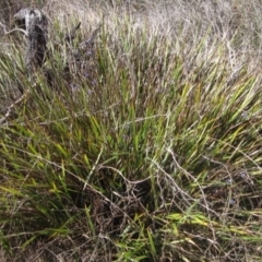 Dianella revoluta var. revoluta at Umbagong District Park - 10 Nov 2023 02:55 PM