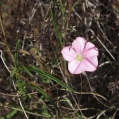 Convolvulus angustissimus subsp. angustissimus (Australian Bindweed) at Macgregor, ACT - 10 Nov 2023 by pinnaCLE