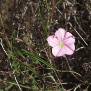 Convolvulus angustissimus subsp. angustissimus at Umbagong District Park - 10 Nov 2023 03:00 PM