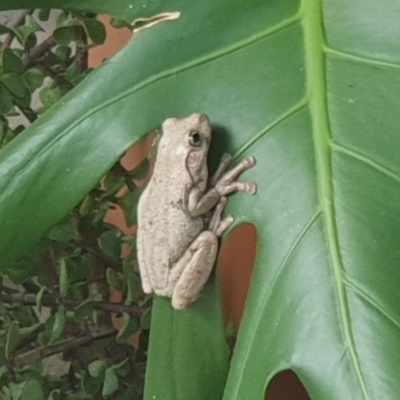 Litoria peronii (Peron's Tree Frog, Emerald Spotted Tree Frog) at Nowra, NSW - 1 Dec 2023 by Jacinda