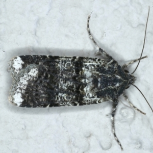 Agrotis porphyricollis at Ainslie, ACT - 10 Nov 2023 09:20 PM